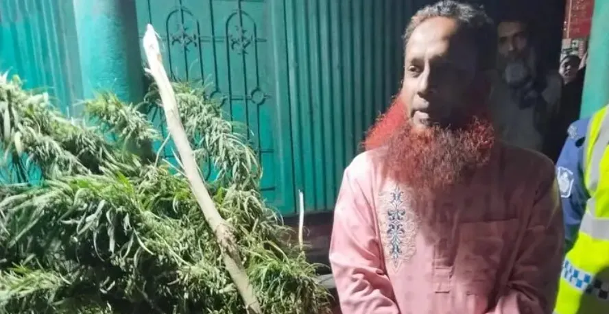 বাড়ির আঙিনায় গাঁজার গাছ, যুবদল নেতা গ্রেফতার